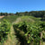 One of the Murdoch Hills vineyards, which are sustainably managed.