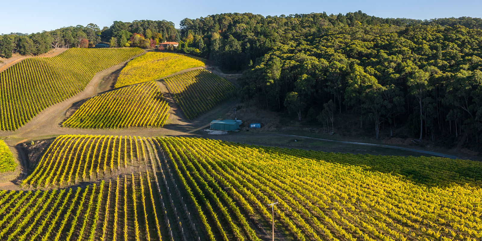 Murdoch Hill's Lenswood vineyard.